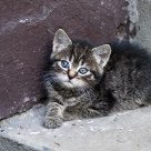 Polish kitten